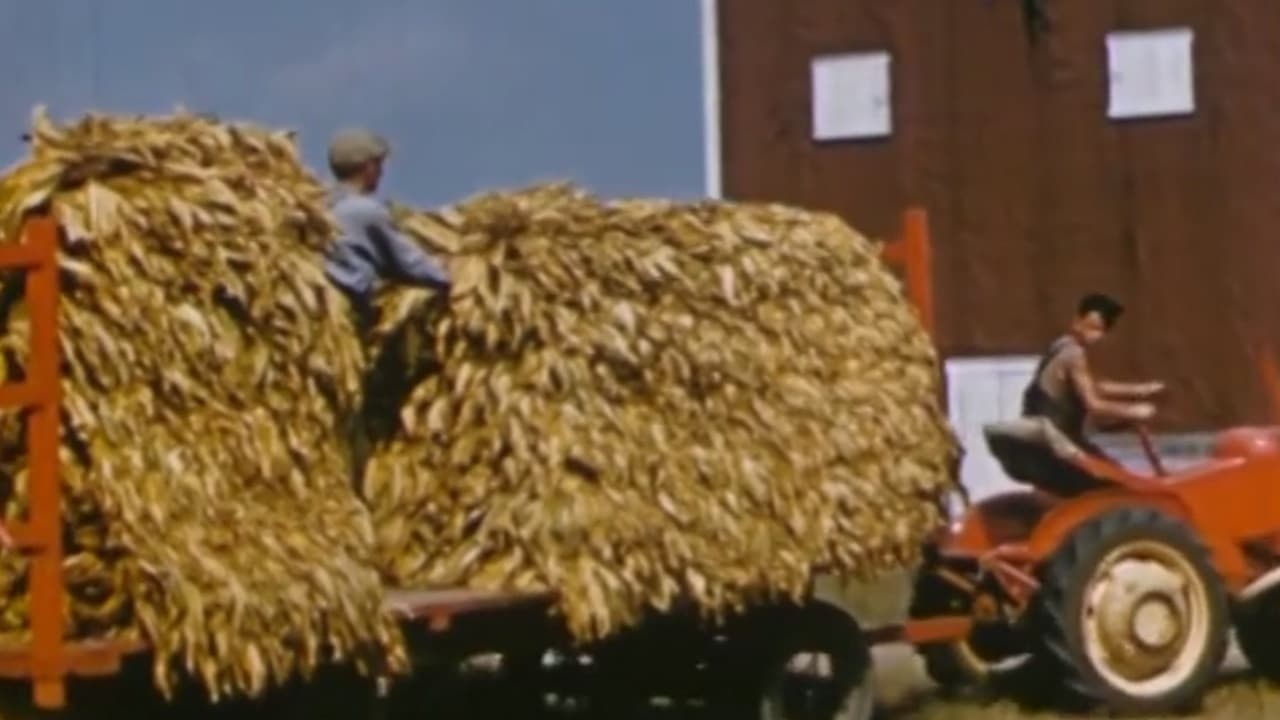 Le tabac jaune du Québec
