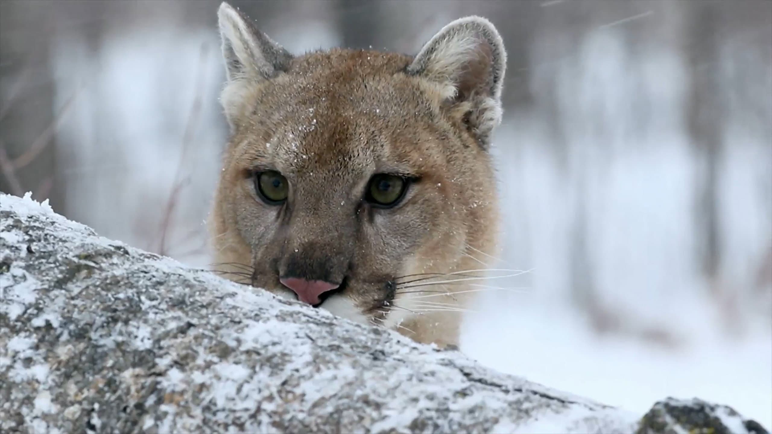 Puma, le fantôme du Gévaudan