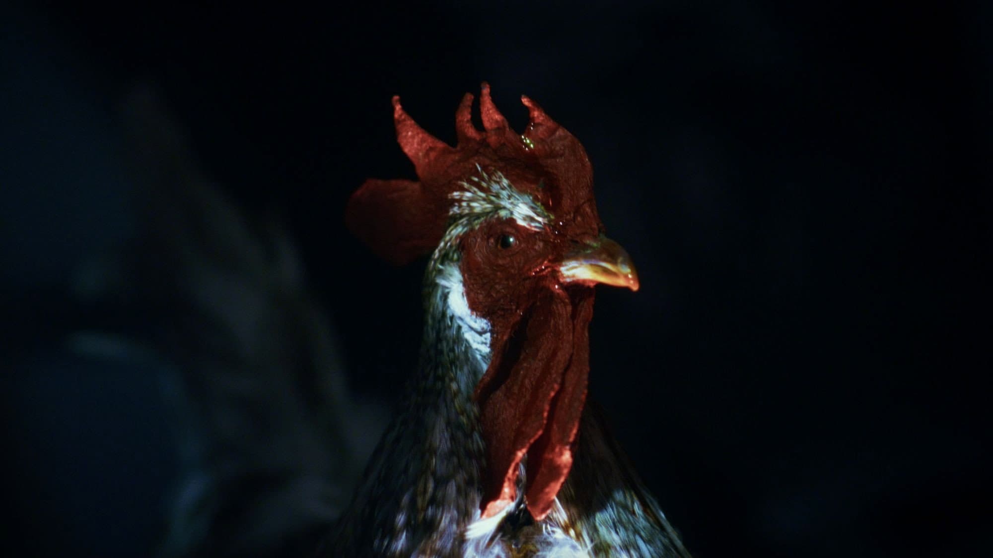 Rooster Road