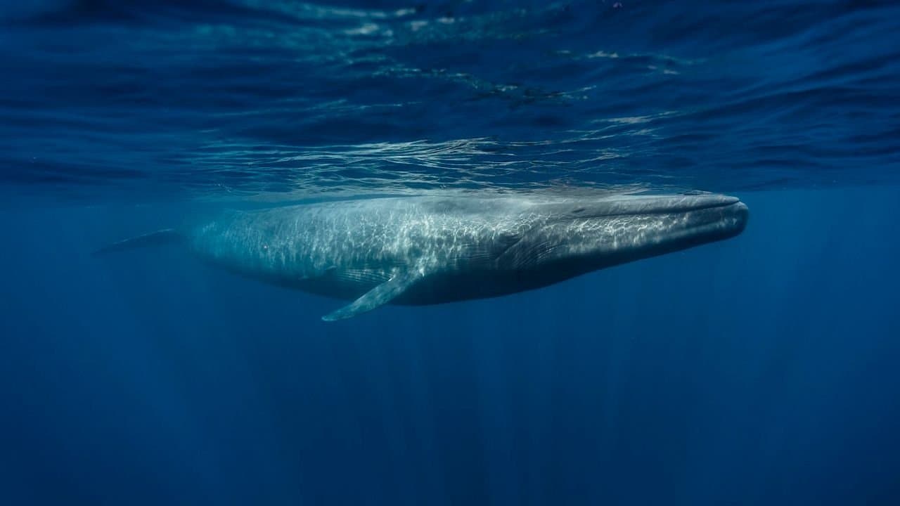 Le retour des baleines à bosse