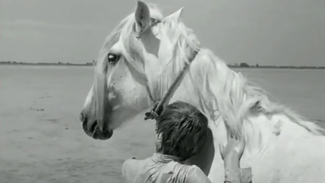 Crin Blanc : Le Cheval sauvage