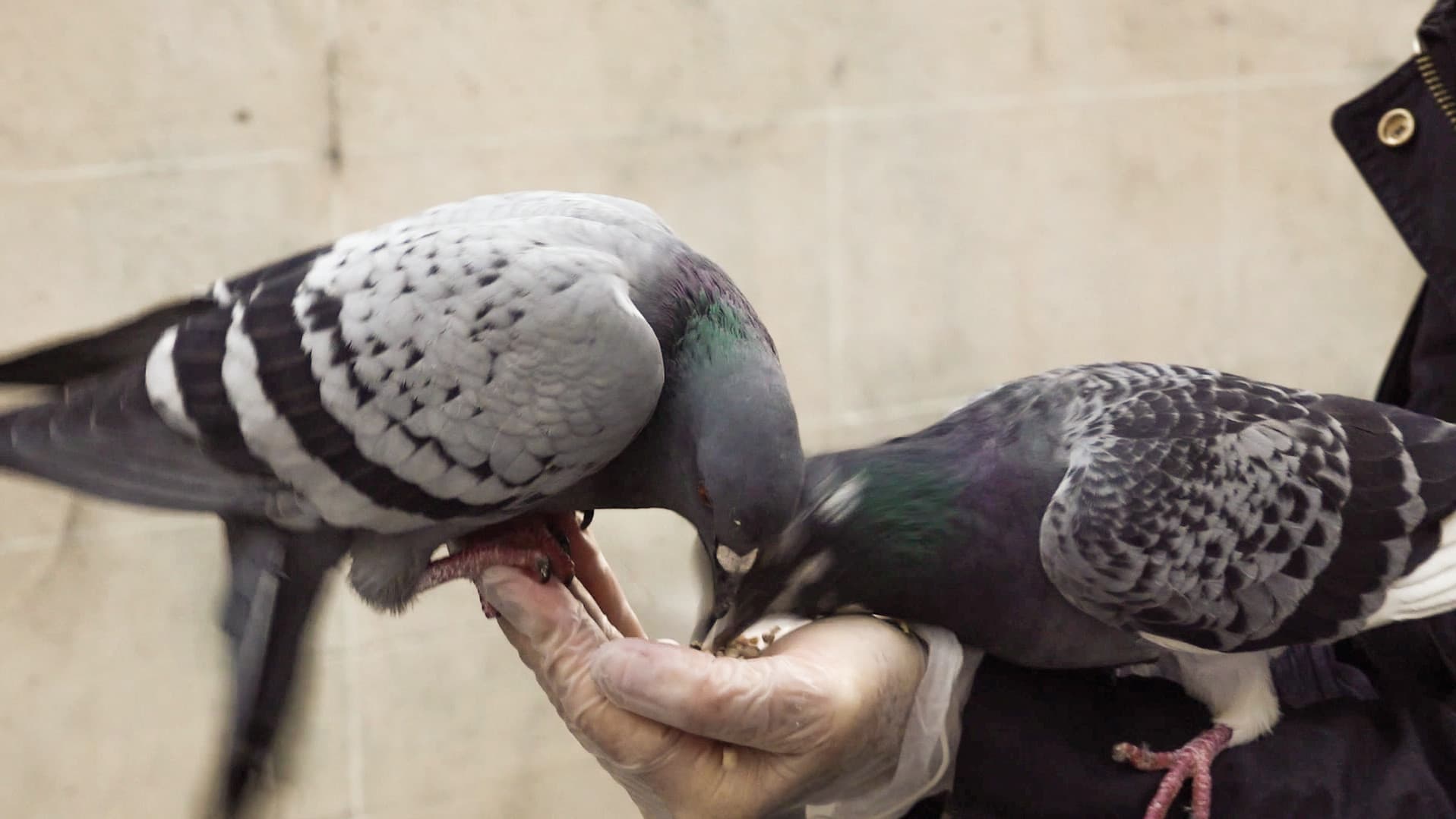 Le pigeon