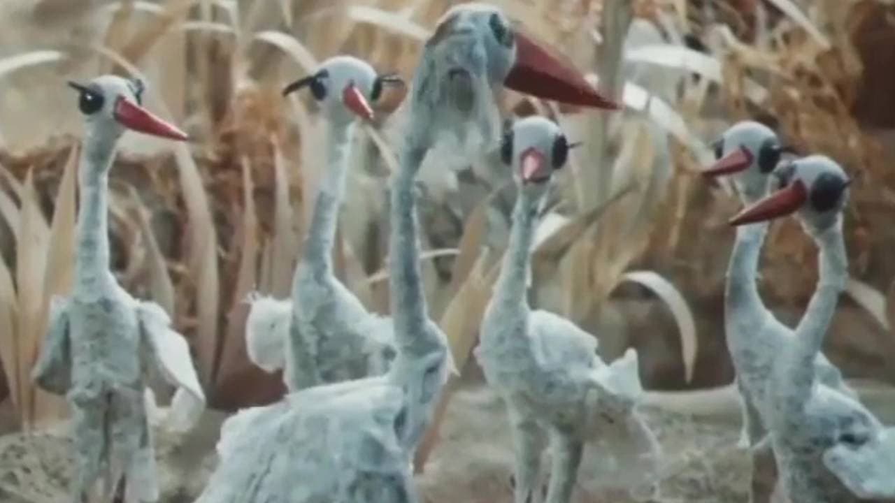 Когда прилетают аисты