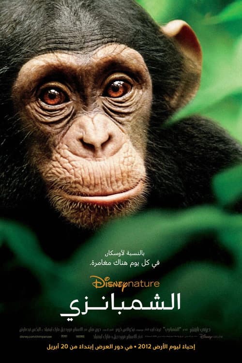 Chimpanzee