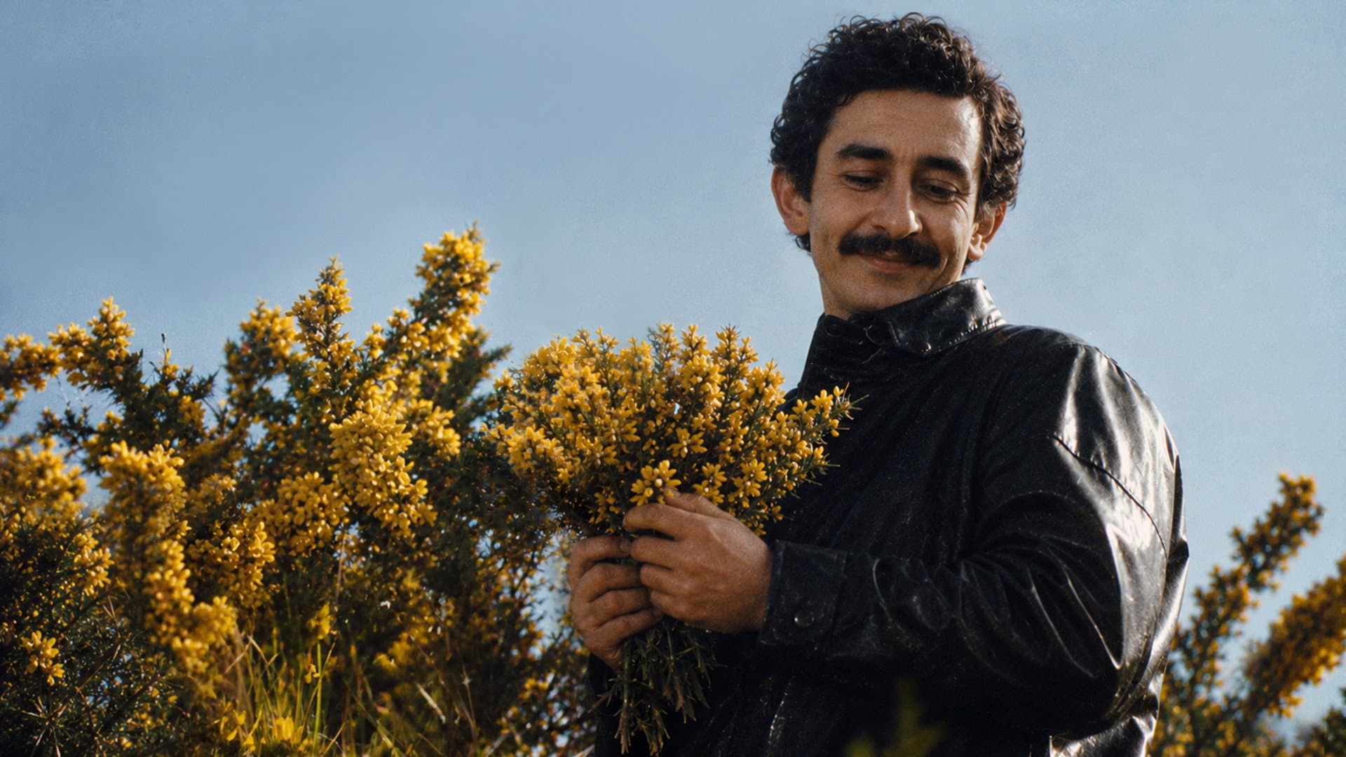 رتم نبات