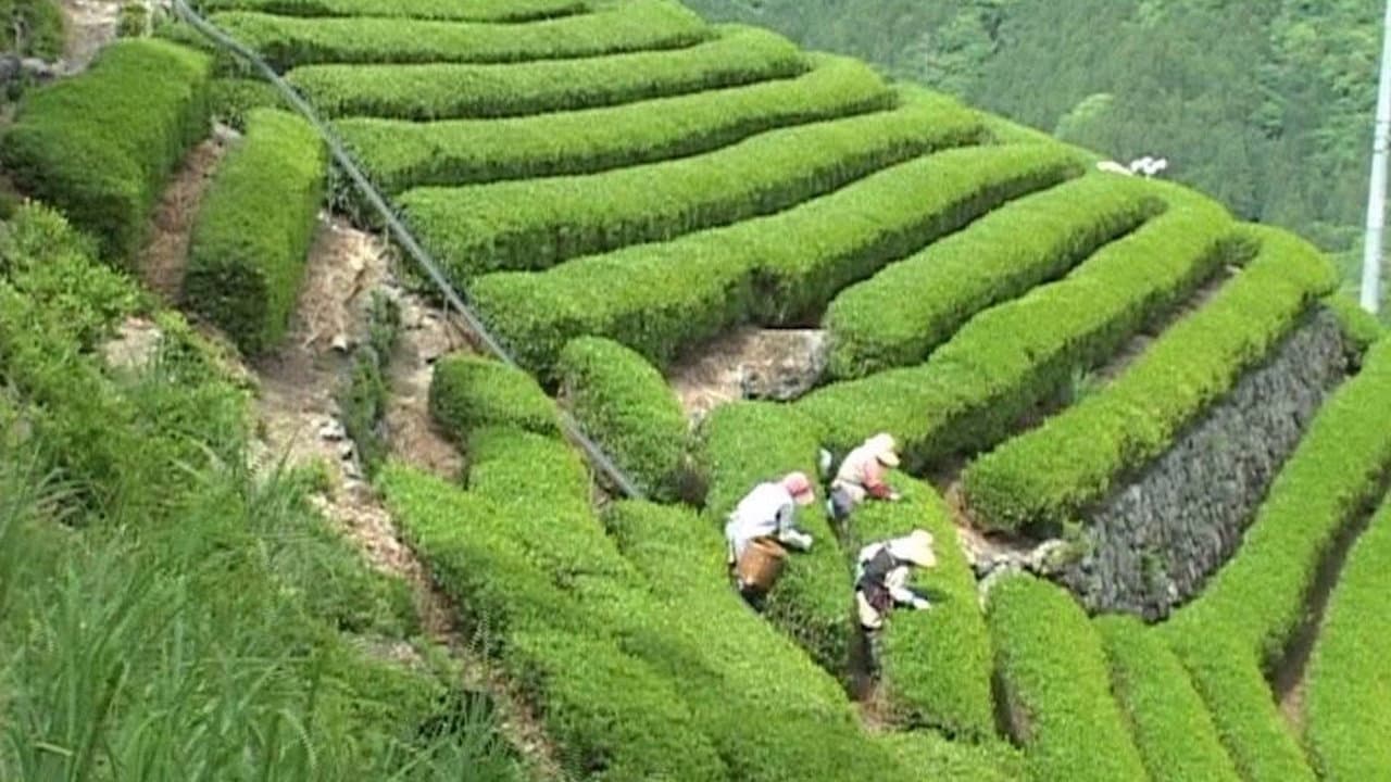 天竜区奥領家大沢 別所製茶工場